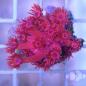 Preview: Goniopora Metallic Red